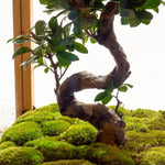 Bosque Torcido - Omotesandō Plants