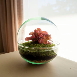 Bubble - Omotesandō Plants