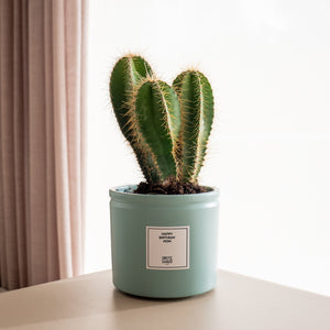 Cactus Cactace - Omotesandō Plants