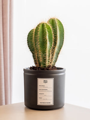 Cactus Cactace - Omotesandō Plants