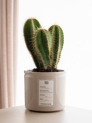 Cactus Cactace - Omotesandō Plants