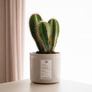 Cactus Cactace - Omotesandō Plants