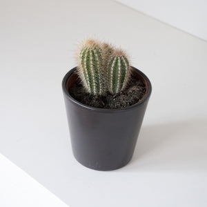 Cactus en maceta - Omotesando Plants