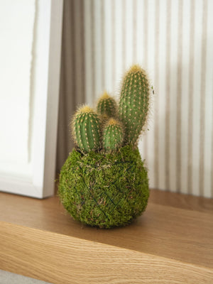 Cactus Kokedama - Omotesando Plants