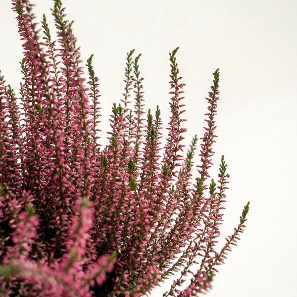 Calluna Rosa Kokedama - Omotesandō Plants