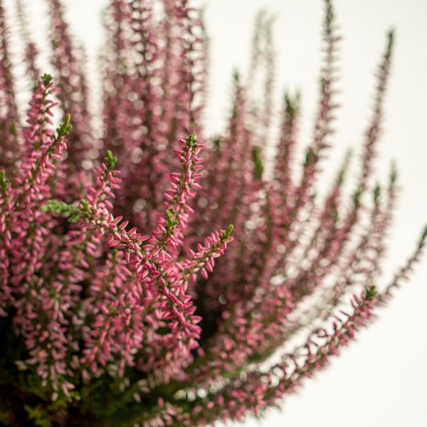 Calluna Rosa Kokedama - Omotesandō Plants