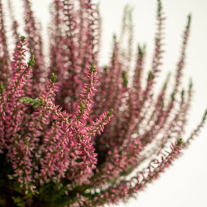 Calluna Rosa Kokedama - Omotesandō Plants