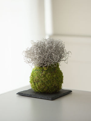 Caloce - Omotesando Plants