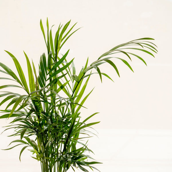 Cham Kokedama - Omotesandō Plants