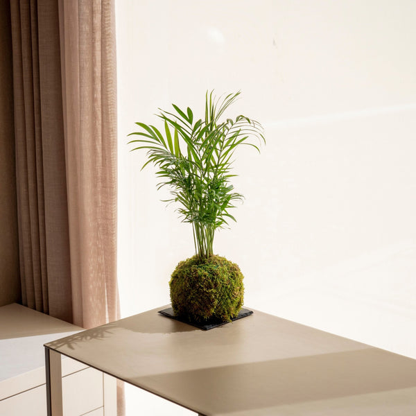 Cham Kokedama - Omotesandō Plants