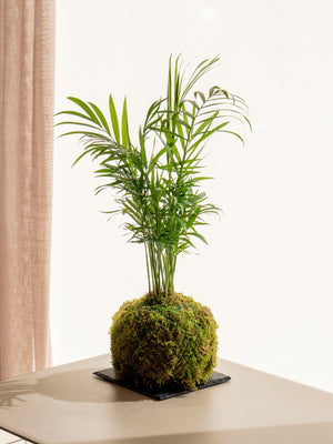 Cham Kokedama - Omotesandō Plants