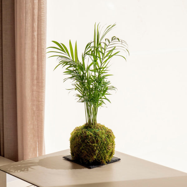 Cham Kokedama - Omotesandō Plants