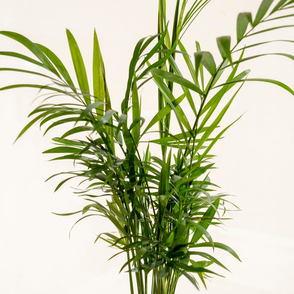 Cham Kokedama - Omotesandō Plants