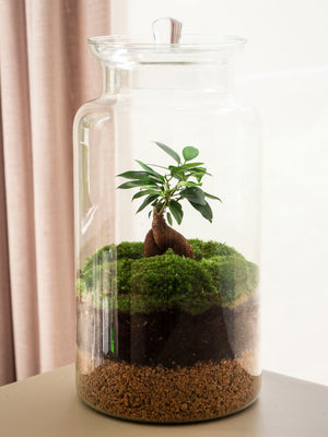 Clariana Gins - Omotesandō Plants