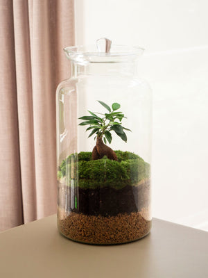 Clariana Gins - Omotesandō Plants