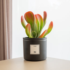 Crassula - Omotesandō Plants