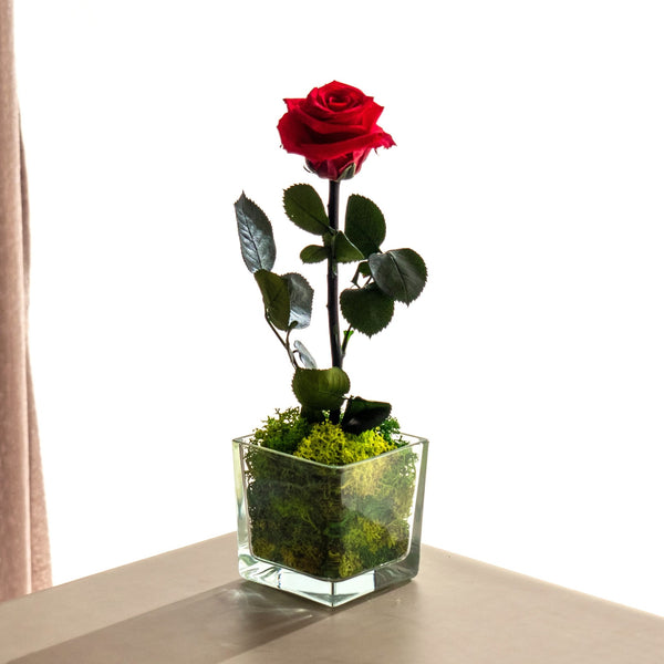 Crystal Rose - Omotesandō Plants