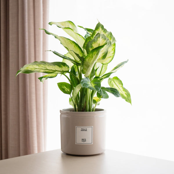 Dieffenbachia - Omotesandō Plants