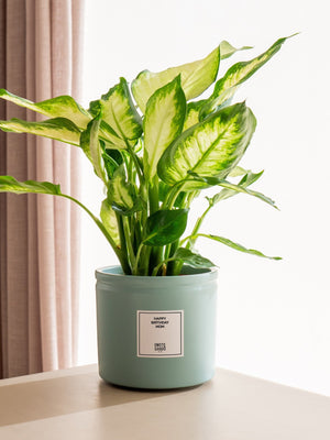 Dieffenbachia - Omotesandō Plants