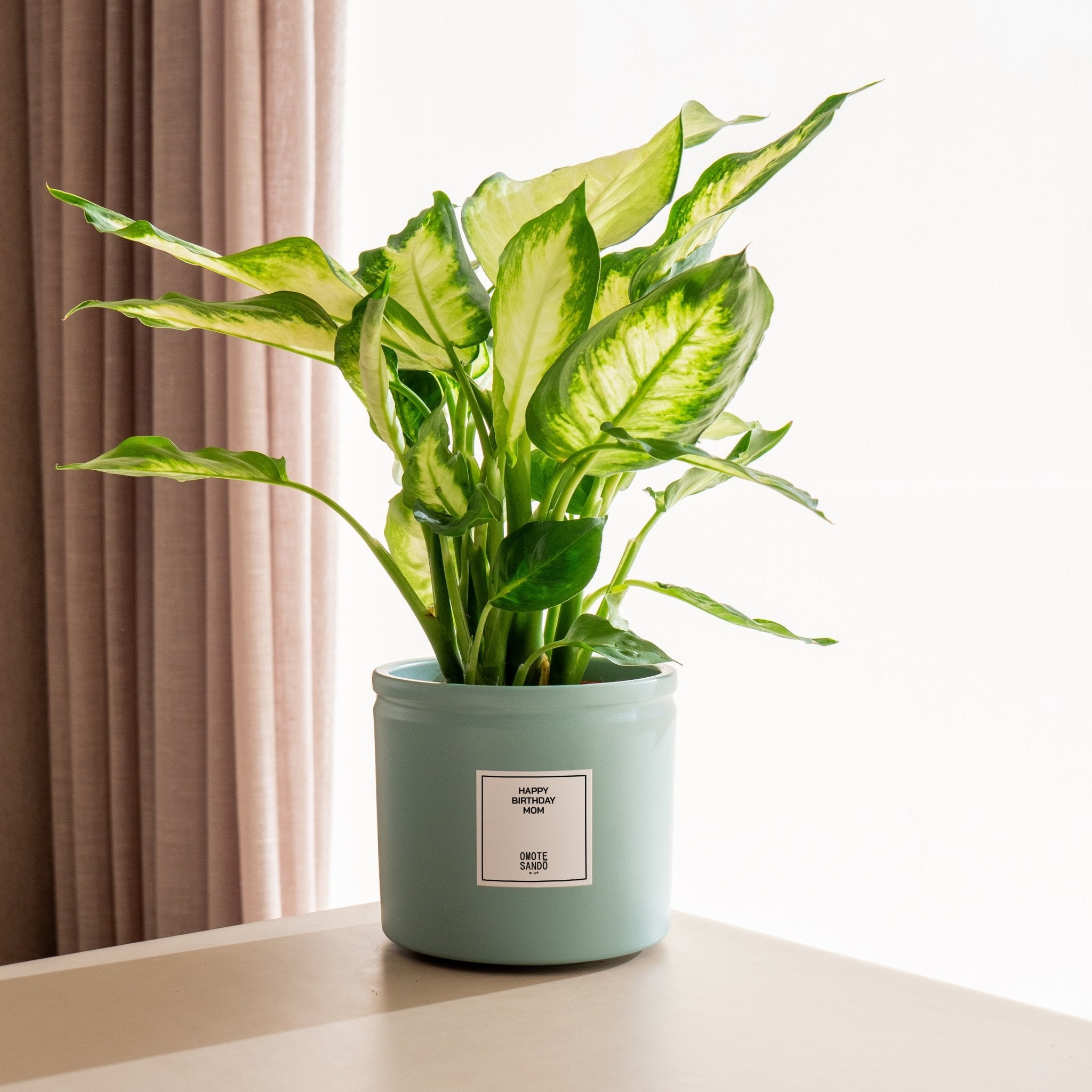 dieffenbachia perfecta Dieffenbachia · Buy plant with message · Omotesandō Plants
