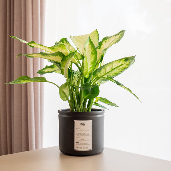 Dieffenbachia - Omotesandō Plants