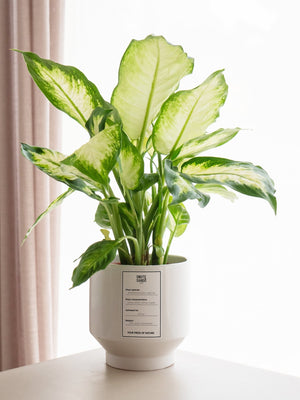 Dieffenbachia - Omotesandō Plants