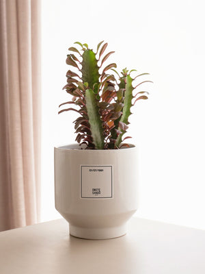 Euphorbia - Omotesandō Plants