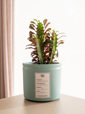 Euphorbia - Omotesandō Plants