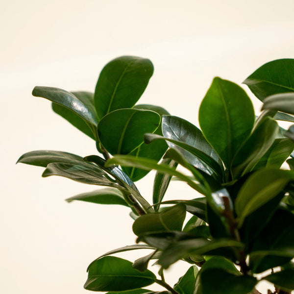 Ficus Ginseng Kokedama - Omotesandō Plants