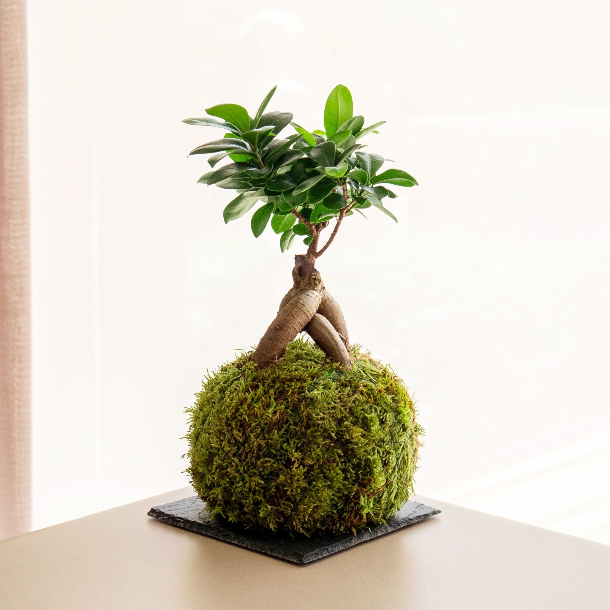 kokedama bonsai tree Ficus Ginseng Kokedama · Buy online · Omotesandō Plants