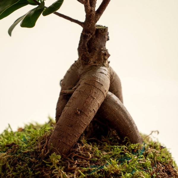 Ficus Ginseng Kokedama - Omotesandō Plants