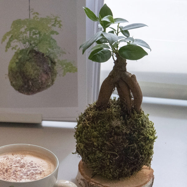 Ficus Ginseng mini Kokedama - Omotesando Plants