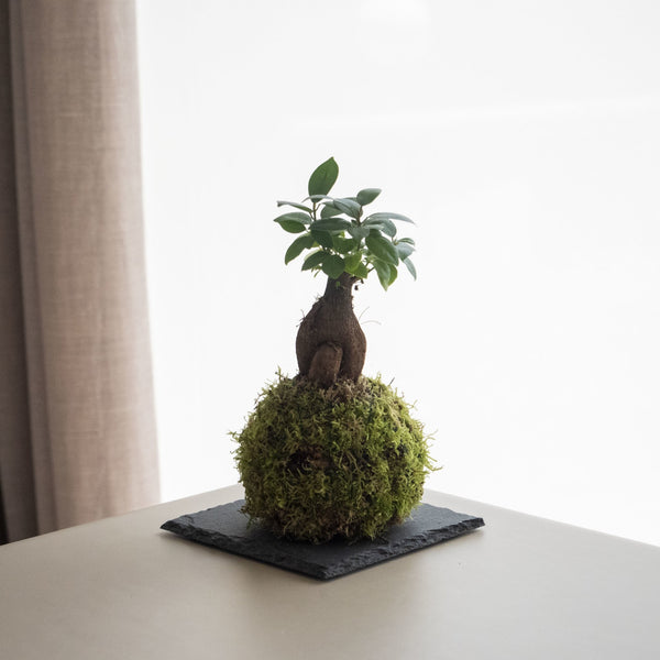 Ficus Ginseng mini Kokedama - Omotesando Plants