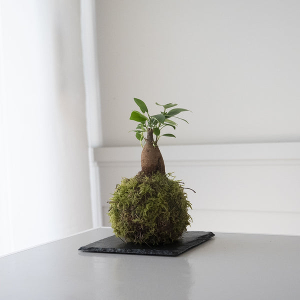 Ficus Ginseng mini Kokedama - Omotesando Plants