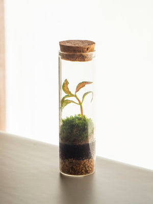 Fit mini - Omotesandō Plants