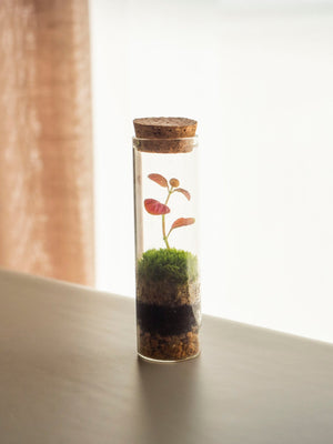 Fit mini - Omotesandō Plants