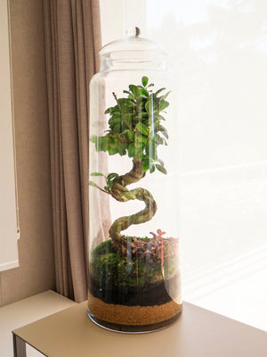 Jungla - Recogida en nuestro taller - Omotesandō Plants