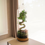 Jungla - Recogida en nuestro taller - Omotesandō Plants