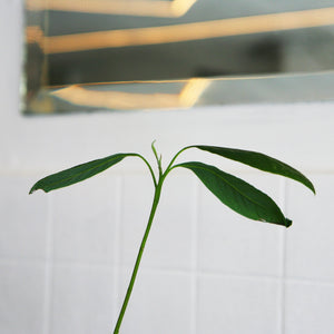 Kit de autocultivo - Aguacate - Omotesando Plants