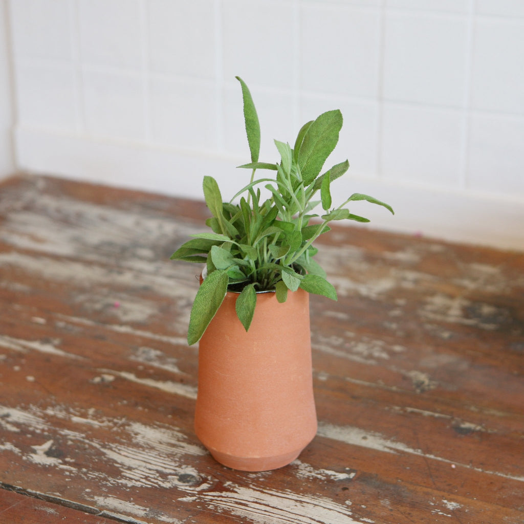 Kit de autocultivo - Salvia - Omotesando Plants