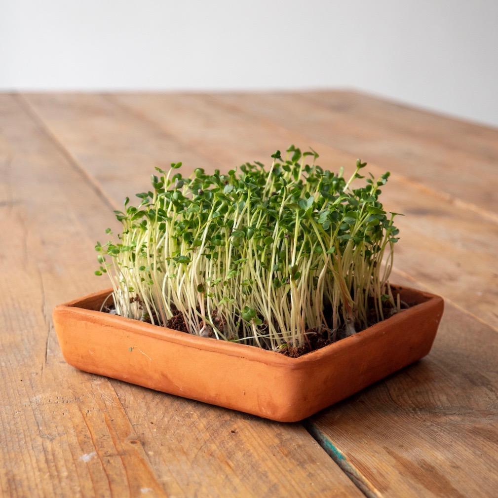 Kit de cultivo - Microgreens - Omotesando Plants
