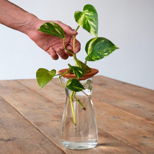 Kit para propagar esquejes - Potus - Omotesando Plants