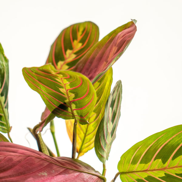 Maranta Kokedama - Omotesandō Plants