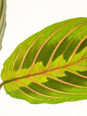 Maranta Kokedama - Omotesandō Plants