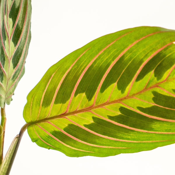 Maranta Kokedama - Omotesandō Plants