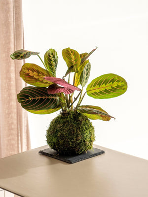 Maranta Kokedama - Omotesandō Plants