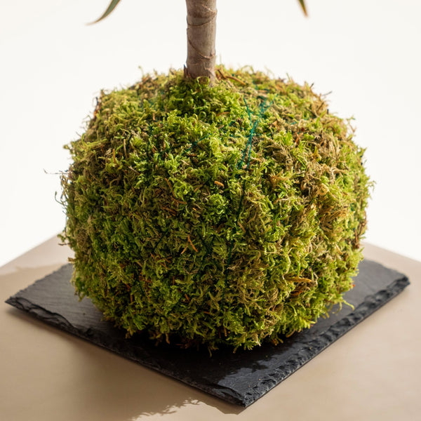 Marginata Kokedama - Omotesandō Plants