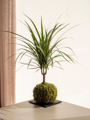 Marginata Kokedama - Omotesandō Plants