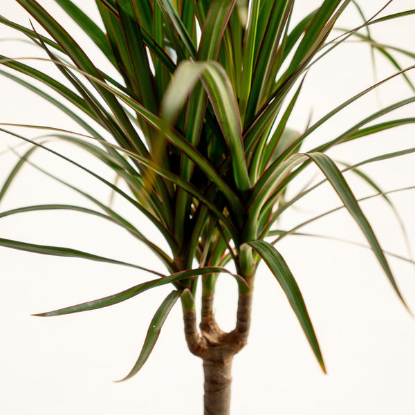 Marginata Kokedama - Omotesandō Plants