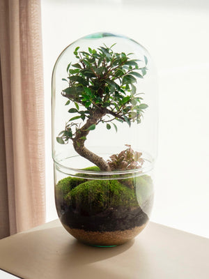 Midori - Omotesandō Plants